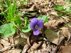 IMG 4607